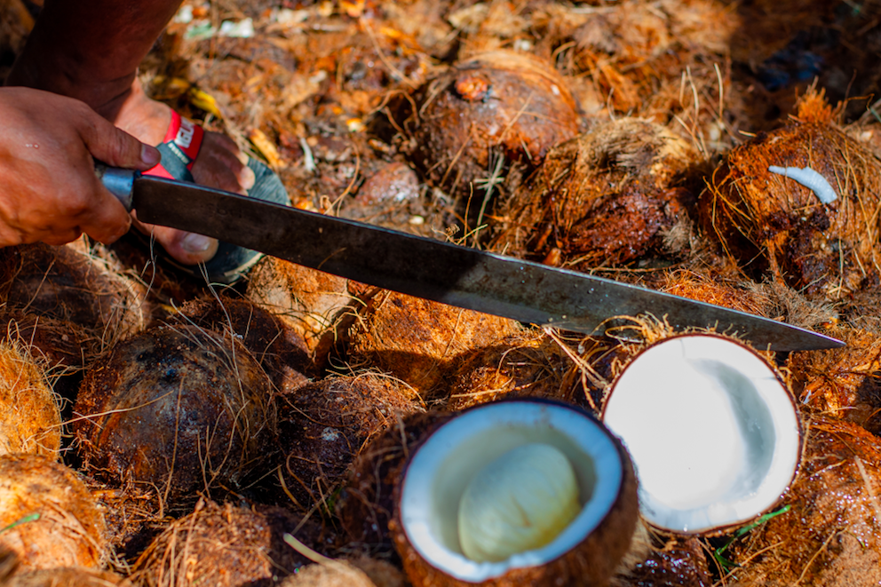 Palm Vs. Coconut Oil What's the More Sustainable Choice?